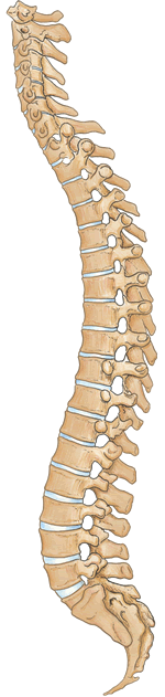 Spine